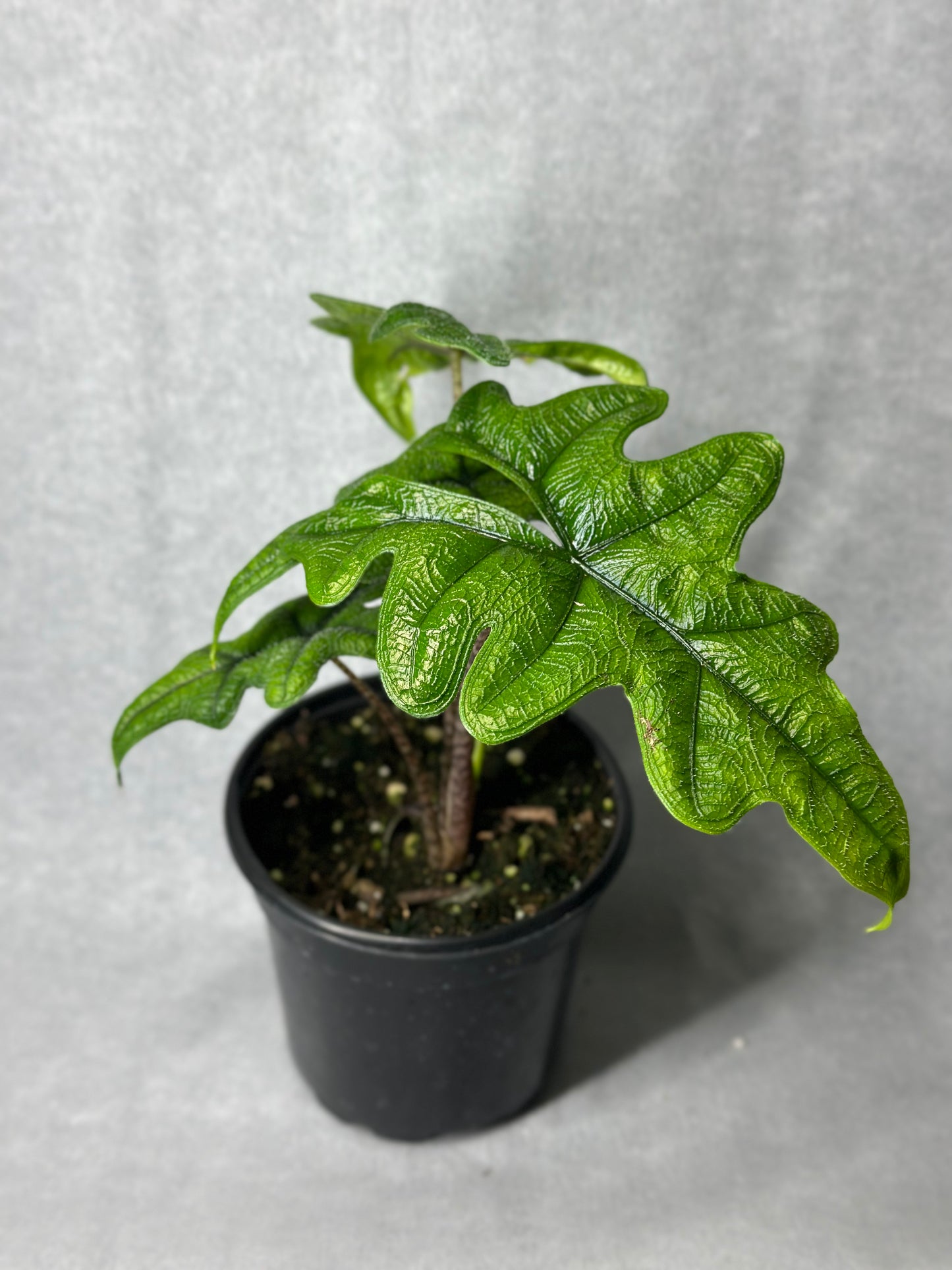 Alocasia tandurusa 'Jacklyn'