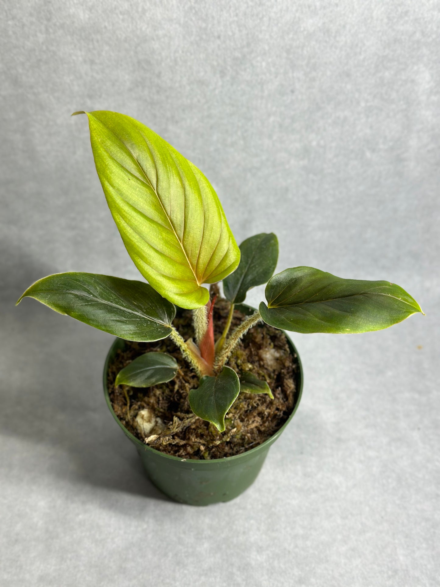 Philodendron serpens