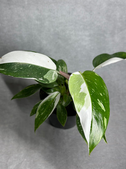 Philodendron erubescens 'White Princess'