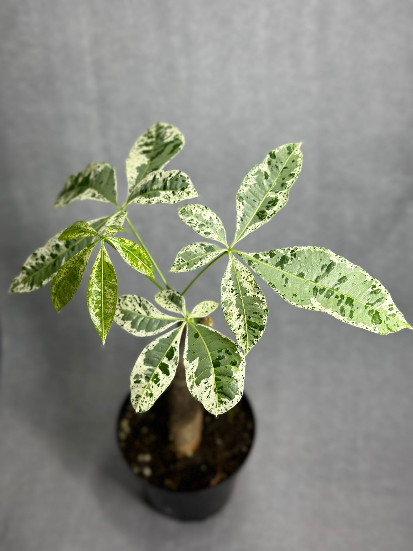 Pachira glabra variegata