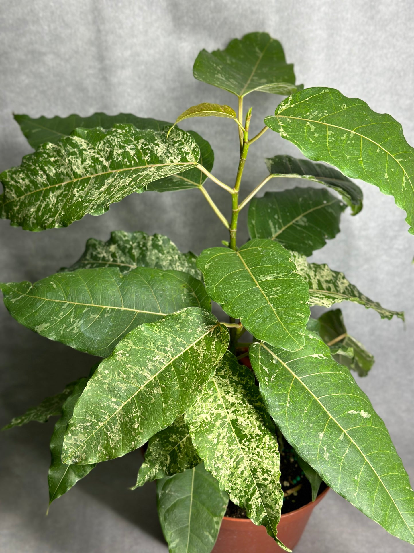 Ficus aspera variegata "Clown Fig"