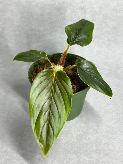 Philodendron serpens