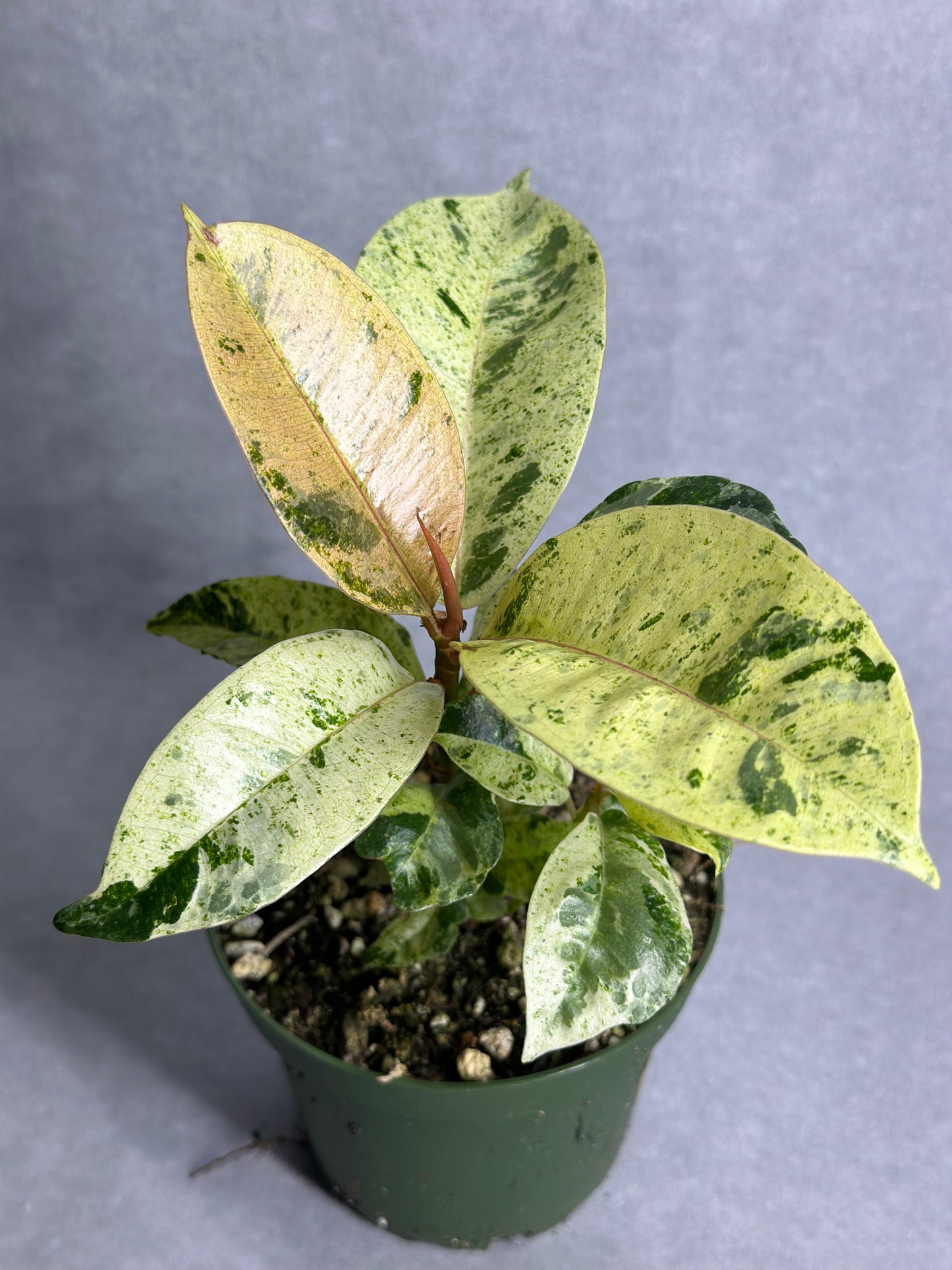 Ficus elastica 'Shivereana'