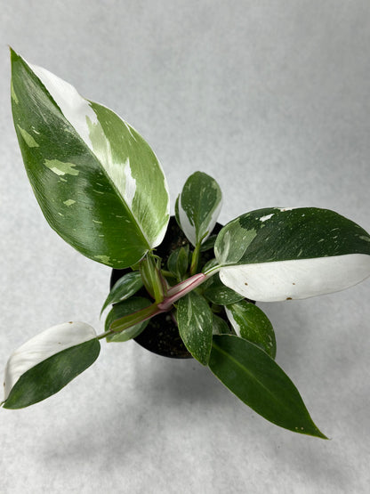 Philodendron erubescens 'White Princess'