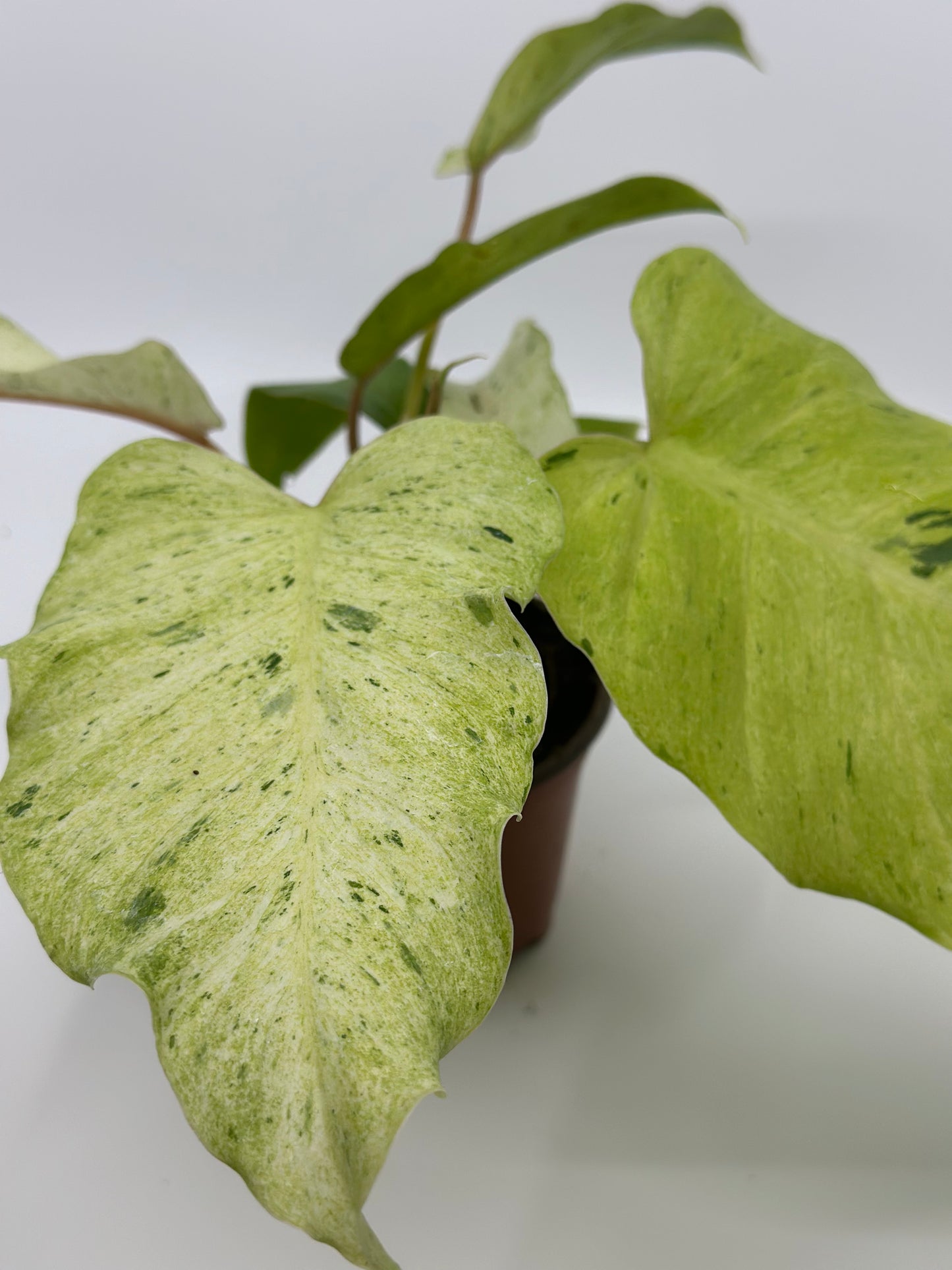 Philodendron 'Snowdrift'