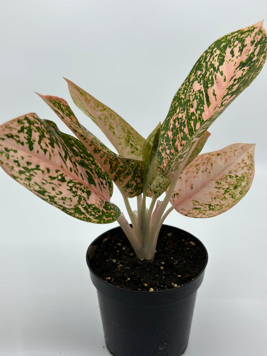 Aglaonema sp. 'Orange Stardust'