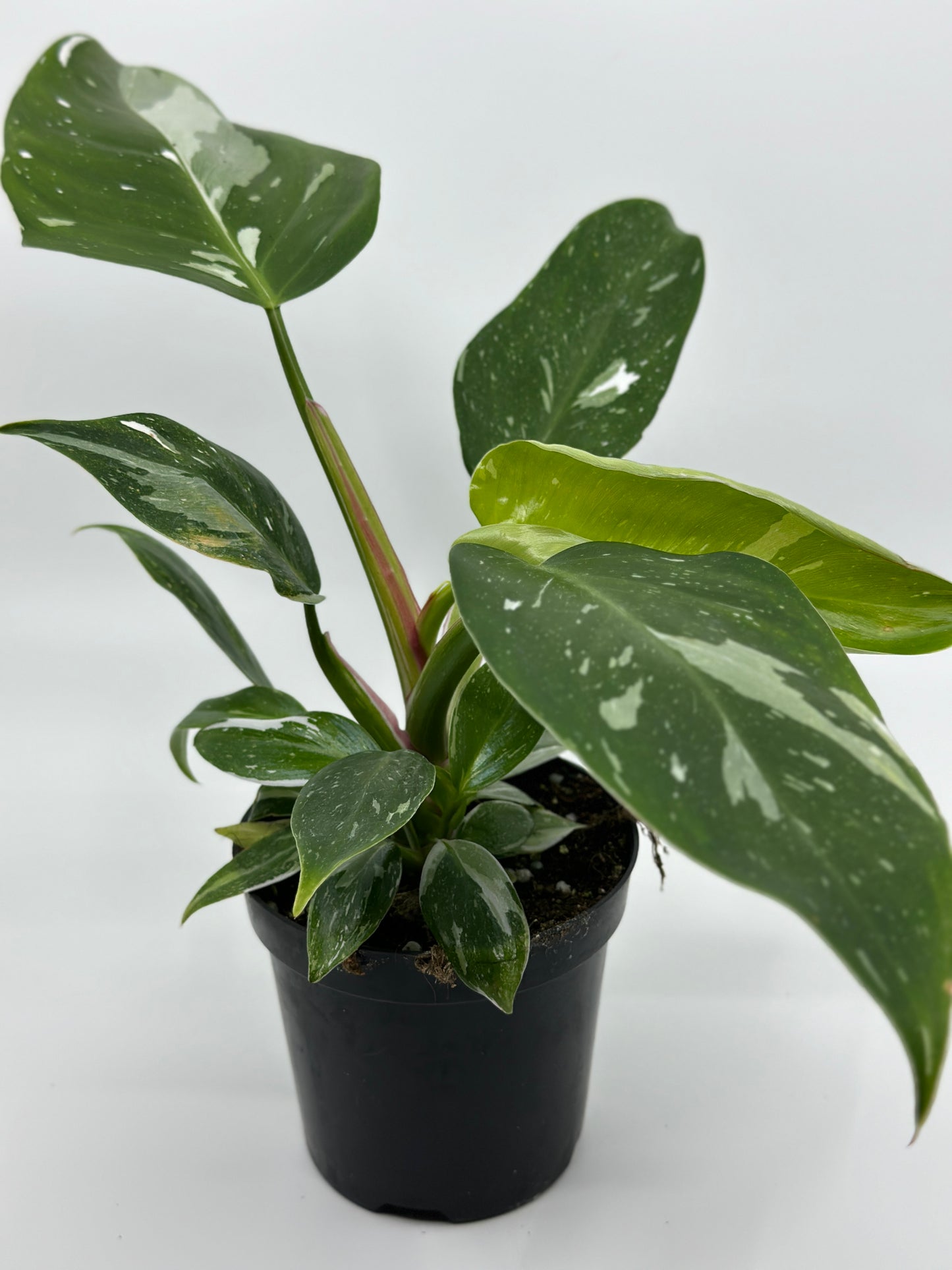 Philodendron erubescens 'White Princess'