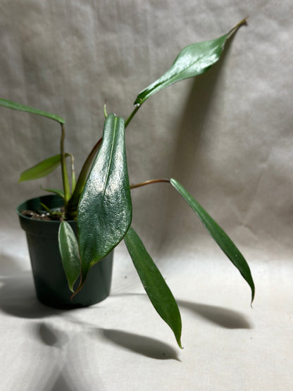 Philodendron joepii