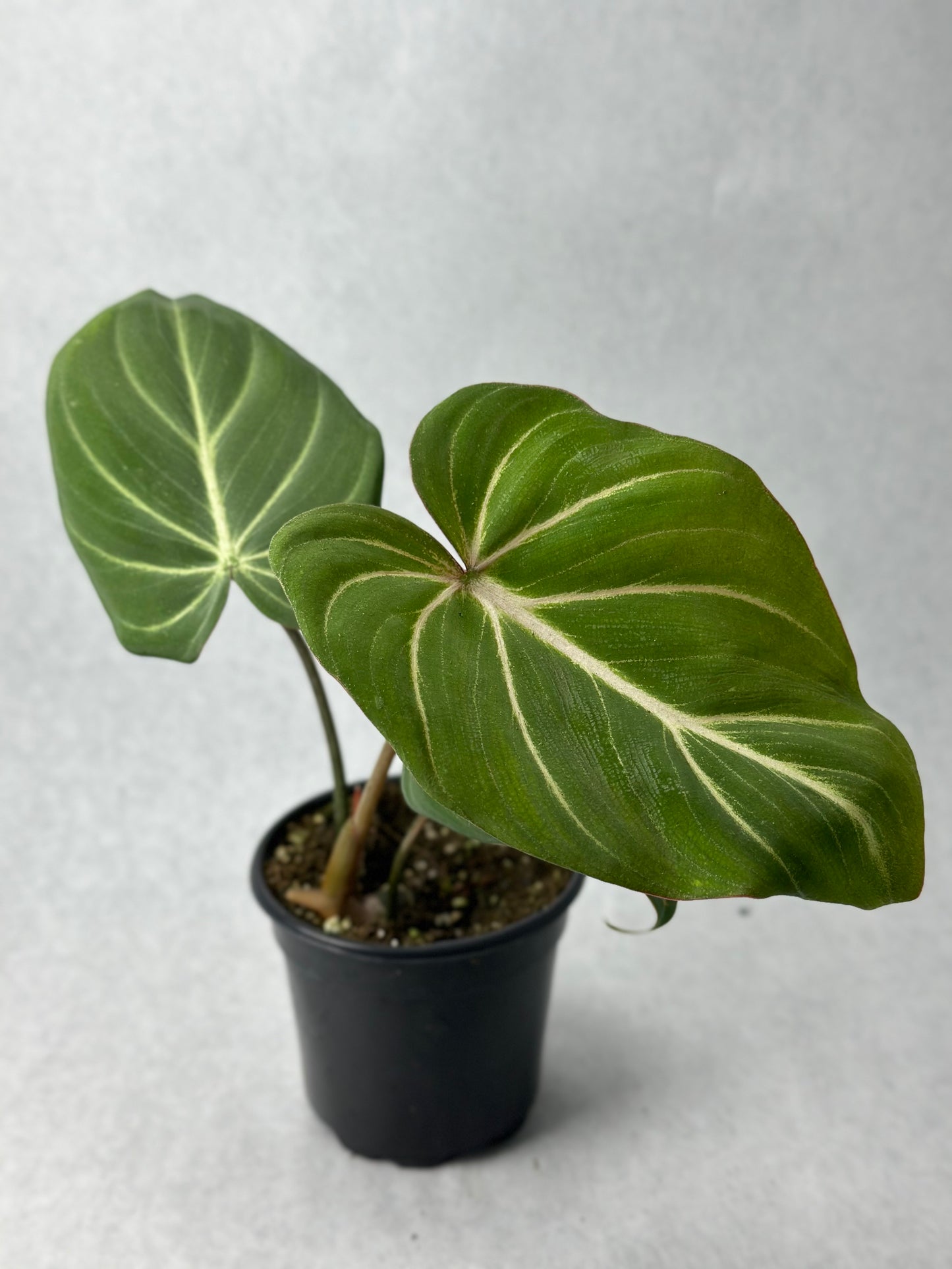 Philodendron gloriosum