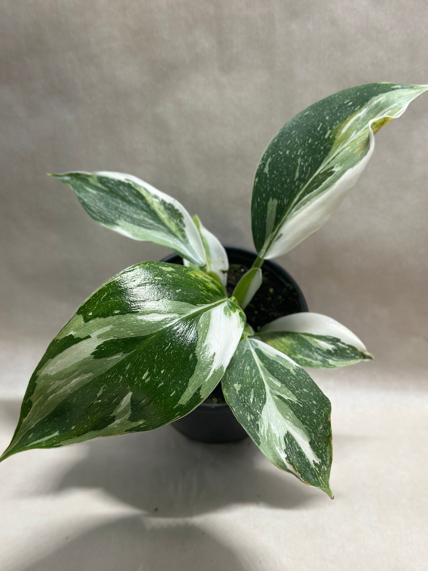 Philodendron 'White Wizard'