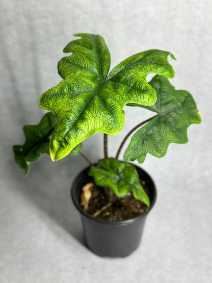 Alocasia tandurusa 'Jacklyn'